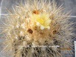 Copiapoa_cinerea_krainziana_1623-2