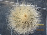 Copiapoa_cinerea_krainziana_1657-2