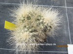 Copiapoa_cinerea_krainziana_1658-2