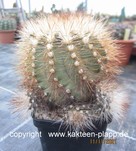 Copiapoa cinerea krainziana scopolina 224