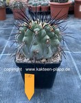 Copiapoa cinerea var. dealbata 210