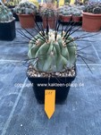 Copiapoa cinerea var. dealbata 211