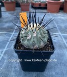 Copiapoa cinerea var. dealbata 215