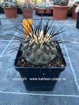 Copiapoa cinerea var. dealbata 223
