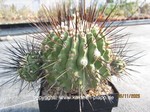 Copiapoa dealbata  1642