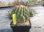 Copiapoa_dealbata_1642-2