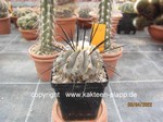 Copiapoa cinerea dealbata 402