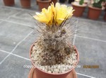 Copiapoa humilis