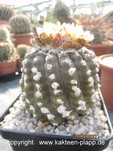Copiapoa hypogaea 211