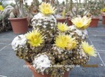 Copiapoa hypogaea cluster  1581