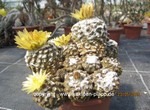 Copiapoa_hypogaea_1581-2