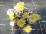 Copiapoa_hypogaea_1581-3