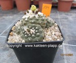 Copiapoa hypogaea 194