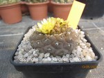 Copiapoa hypogaea barquitensis 559