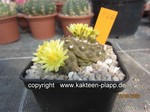Copiapoa hypogaea barquitensis 560