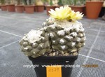 Copiapoa hypogaea barquitensis cluster  1579
