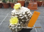 Copiapoa hypogaea barquitensis cluster  1582