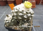 Copiapoa_hypogaea_barquitensis_1582-2