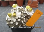 Copiapoa hypogaea barquitensis cluster  1583