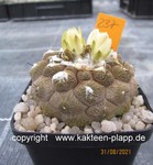 Copiapoa hypogaea Type marmorata (Lizzard Skin)  237