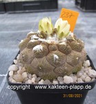 Copiapoa hypogaea Type marmorata (Lizzard Skin) 237