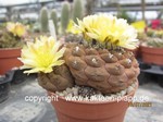 Copiapoa hypogaea 3234