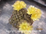 Copiapoa hypogaea 3557