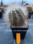 Copiapoa cinerea krainziana 185