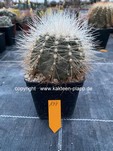 Copiapoa cinerea krainziana 197