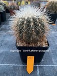 Copiapoa cinerea krainziana 199