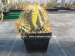 Copiapoa krainziana  1641