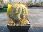 Copiapoa_krainziana_1641-2