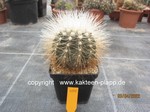 Copiapoa cinerea krainziana 404