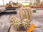 Copiapoa krainziana Hybride  1549