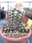 Copiapoa marginata 387