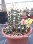 Copiapoa marginata 388
