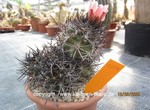 Copiapoa spec.  1574