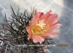 Copiapoa_spec_1574-2