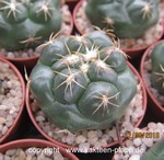 Coryphantha elephantidens garciae