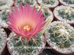 Coryphantha_elephantidens_220918