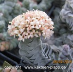 Crassula "Ivory Pagoda"