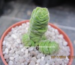 Crassula columella cluster