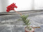 Crassula_falcata_minor-allgemein_230914-2