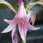 Crinum powellii