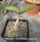 Cyphostemma juttae