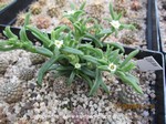 Delosperma napiforme