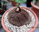 Dioscorea elephantipes 3465