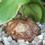 Dioscorea elephantipes