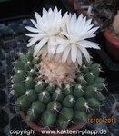 Discocactus pachythele  1045