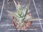 Aloe rauhii "Dorian Grey"